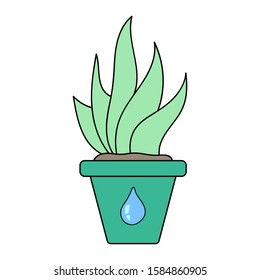 Illustration of aloe Blue Elf on a white background