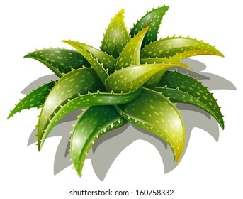 Illustration of an Aloe descoingsii on a white background