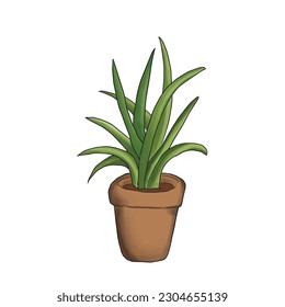 illustration of aloe vera plant on a white background