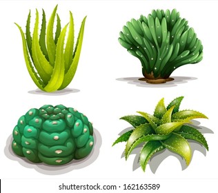 Illustration of the aloe vera plants and cacti on a white background