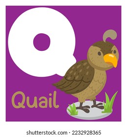 illustration alphabet letter q with animal good for kid education