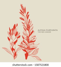 Illustration with Alpinia purpurata or red ginger. Hand drawn ginger flower. Vector with tropical red ginger flower. Romantic illustration with tropical flower. Blooming elegance flowers. 