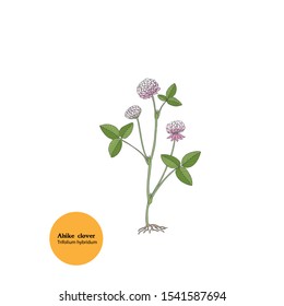 Illustration of Alsike clover, Trifolium hybridum plant for forage, fodder, silage, food, medicine. Hand drawing.