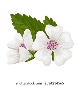 Ilustración de Althaea officinalis, comúnmente llamado malvavisco, aislado sobre fondo blanco.