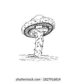 ilustración. champiñón de Amanita. Agaría de la mosca de toadstool venenosa. Doodle dibujado a mano. Esbozo de caricatura. Decoración para tarjetas de felicitación, carteles, emblemas