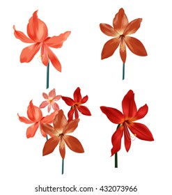 Illustration of Amaryllis bunch set