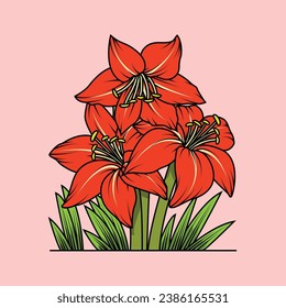 The Illustration of Amaryllis Flower