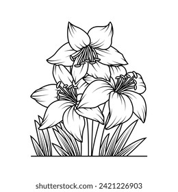 The Illustration of Amaryllis Flower