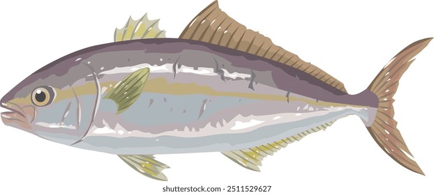 It is an illustration of amberjack.
