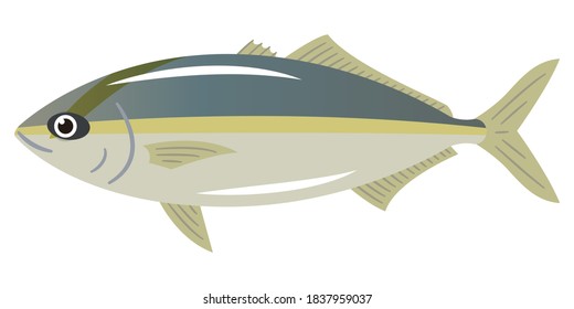 Illustration of amberjack on a white background