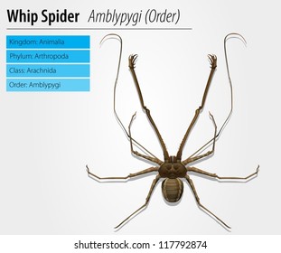 Illustration of a Amblypygi genus on a white background