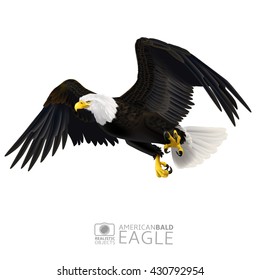 Illustration of american bald eagle, isolated