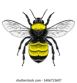 Illustration of a American Bumblebee (Bombus pennsylvanicus)