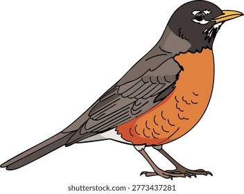 Illustration of an american robin bird with orange breast and dark grey back white background backyard bird wildlife songbird ornithology illustration art isolated feathers