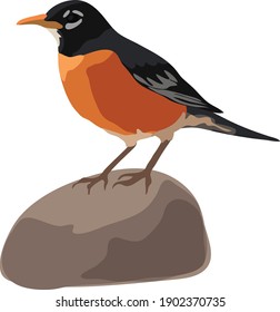 An illustration of a American Robin Bird , standing on a rock 