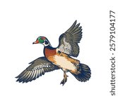 illustration of an American wood duck flying in the sky