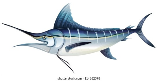 Illustration Anatlantic Blue Marlin Makaira Nigricans Stock Vector ...