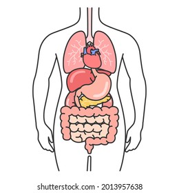 Illustration der anatomischen Darstellung des menschlichen Körpers.