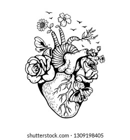Illustration Anatomical heart and