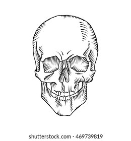 Illustration of anatomical skull
