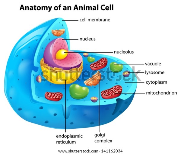 动物细胞解剖图库存矢量图 免版税