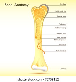 illustration of anatomy of bone with label on abstract background