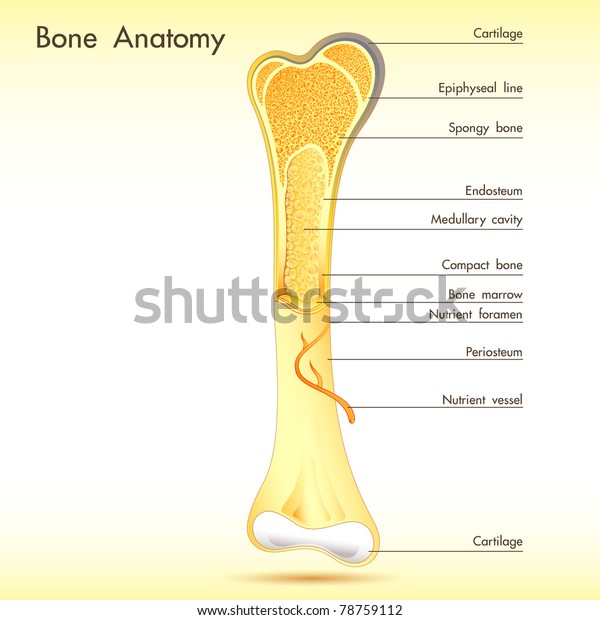 Illustration Anatomy Bone Label On Abstract Stock Vector (Royalty Free