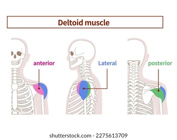 Illustration of the anatomy of the deltoid muscle  from tthe side and back