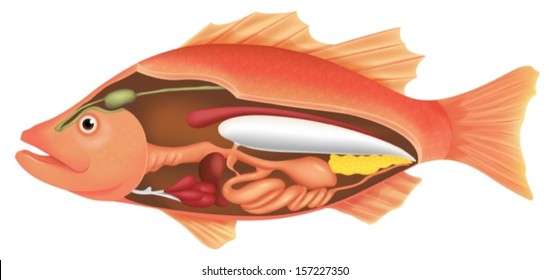 Illustration of the anatomy of a fish on a white background