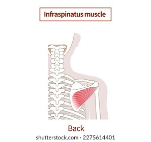 Illustration of the anatomy of the infraspinatus muscle Rotator Cuff