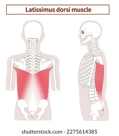 Illustration of the anatomy of the Latissimus dorsi muscle from tthe side and back