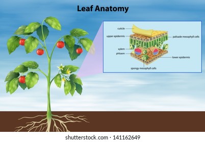 Illustration of the anatomy of a leaf