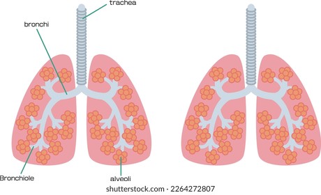 Illustration of anatomy of the lungs