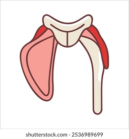 Illustration of anatomy in medical science