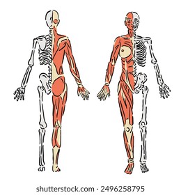 illustration of the anatomy of the muscles and skeleton of the female body with a unique design and simple colors in a vintage style