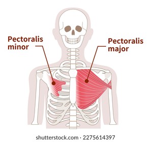 Illustration of the anatomy of the pectoralis major and minor muscle