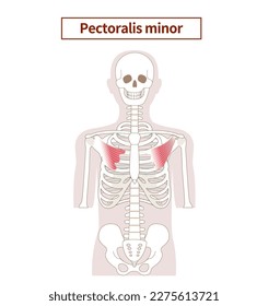 Illustration of the anatomy of the pectoralis minor muscle 