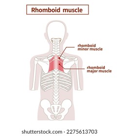 Illustration of the anatomy of the rhomboid  muscle from tthe side and back