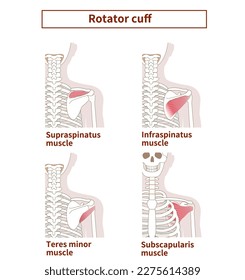 Ilustración de la anatomía de la boquilla del rotador