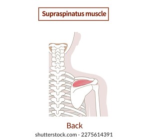 Illustration of the anatomy of the Rotator Cuff supraspinatus muscle