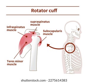 Illustration of the anatomy of the Rotator Cuff from tthe side