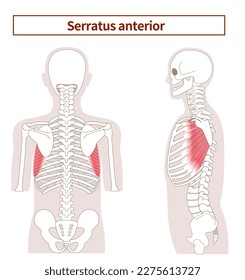 Illustration of the anatomy of the serratus anterior muscle from tthe side and back