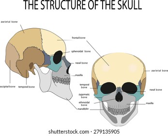 Illustration of the anatomy of the skull.
