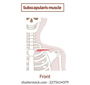 Illustration of the anatomy of the subclavius muscle