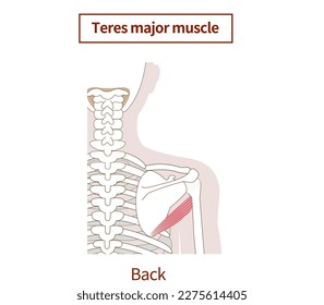 Illustration of the anatomy of the teres major muscle 
