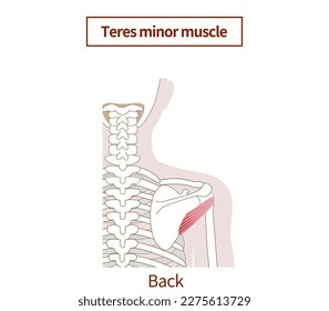 Illustration of the anatomy of the teres minor muscle Rotator Cuff