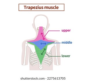 Illustration of the anatomy of the Trapezius muscle