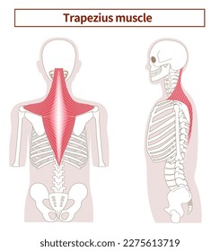 Illustration of the anatomy of the Trapezius muscle from the side and back