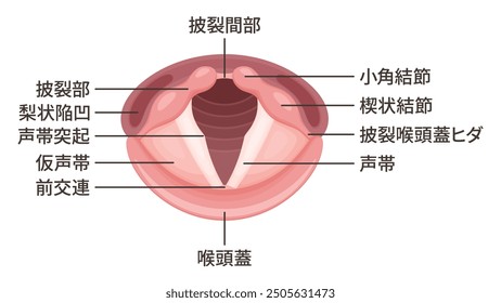 Illustration of the anatomy of the vocal cords - translation: arytenoids, pyriform sinuses, vocal process, false vocal cord, anterior commissure, epiglottis, interarytenoids, etc.