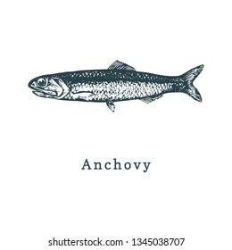 Illustration of anchovy. Fish sketch in vector. Drawn seafood in engraving style. Used for canning jar sticker, shop label etc.